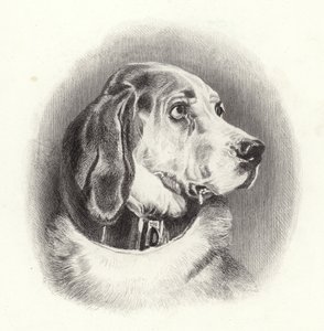 De Bloedhond door Edwin Landseer
