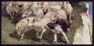 Bobtail-schapenherdershond en kudde op de kliffen