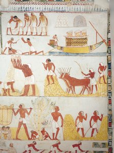 Boot en scènes van oogst, verzamelen, transporteren en verwerken van graan, fresco door Egyptian 18th Dynasty