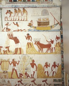 Egypte, Thebe, Luxor, Sheikh 