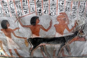 Egyptische oudheid: personages die veehoofden leiden. Schilderij van het graf van Roy (TT255). 18e dynastie. Van de Westelijke Jordaanoever van Luxor, Egypte door Egyptian 18th Dynasty