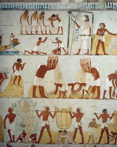 Oogsten van gewassen, dorsen en wannen van graan (detail) door Egyptian 18th Dynasty