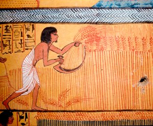 Egyptische kunst: Graf van Senenmoet. De overledene maait het graan in het veld van de heiligen. Een zeis wordt gebruikt om de graanaren te snijden om het graan te verzamelen. 19e dynastie