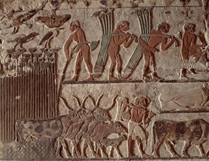 Papyrus oogsten en een groep koeien, Oude Koninkrijk