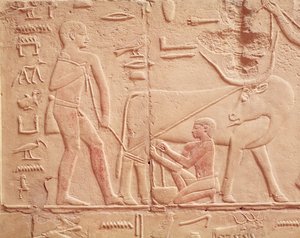 Reliëf van een man die een koe melkt, uit de Mastaba van Kagemni, Oude Rijk