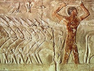 Troep ezels, uit de Mastaba van Mereruka, Oude Koninkrijk (muurschildering)