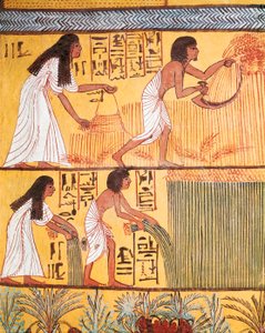 Detail van een oogstscène op de oostmuur, uit het graf van Sennedjem, het arbeidersdorp door Egyptian Egyptian