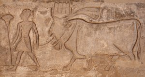 Man die een koe trekt, Horus-tempel, Edfu