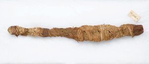 Krokodillenmummie, gevonden in Manfalont door Egyptian School