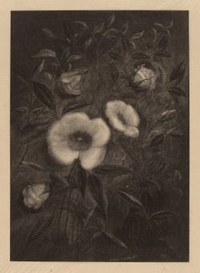 Wilde Rozen door Elbridge Kingsley