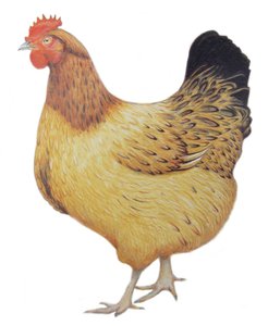 Kip, 2012 (aquarelverf en potlood op papier)