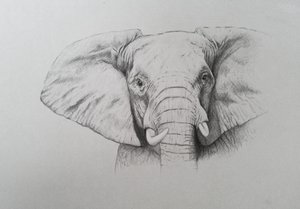 Olifant, 2011 (aquarelverf en potlood op papier) door Eleanor Grafton