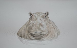 Nijlpaard, 2021 (aquarel)