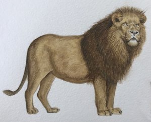 Leeuw, 2019 (aquarelverf en potlood)