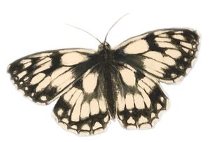 Marbled White Butterfly, 2019 (aquarelverf en potlood)