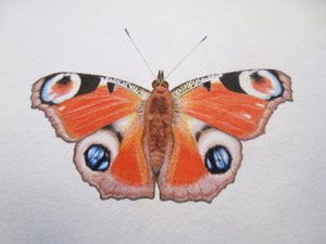 Pauwenvlinder, 2012 (aquarelverf en potlood)