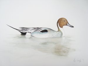Pintail Eend, 2011 (aquarelverf en potlood) door Eleanor Grafton
