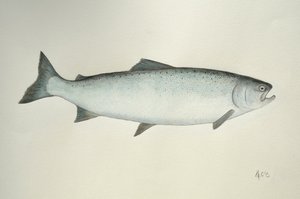 Zalm, 2013 (aquarelverf en potlood)
