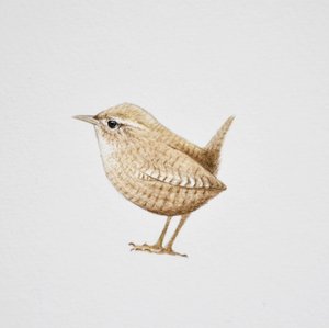 Winterkoninkje, 2019 (aquarelverf en potlood)
