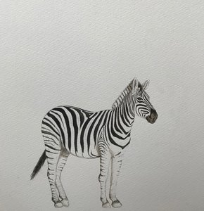 Zebra, 2018 (aquarelpotlood en verf)