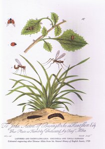 Lieveheersbeestje en vader lange poten: Coccinella en Tipula Oleracea (kleur litho)