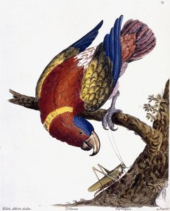 Een papegaai, 1731-1738