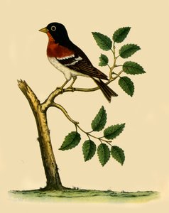 Vink, 1738, 1942 door Eleazar Albin