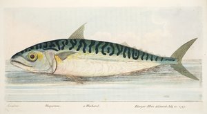 De Makreel, uit Een Verhandeling over Vissen en Visvijvers, uitgegeven 1832 door Eleazar Albin