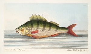 De Baars, uit Een Verhandeling over Vissen en Visvijvers, uitgegeven 1832