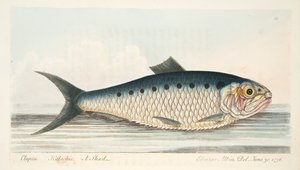 De Elft, uit Een Verhandeling over Vissen en Visvijvers, uitgegeven 1832