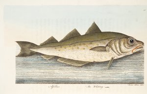 De Wijting, uit Een Verhandeling over Vissen en Visvijvers, uitgegeven 1832 door Eleazar Albin