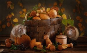Herfstpaddenstoelenvrienden door Eleonora Grigorjeva