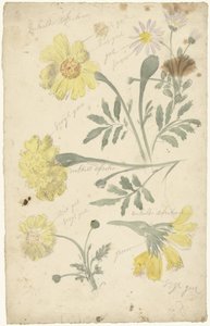 Bloemstudies van afrikaantjes