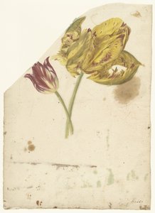 Studie van twee tulpen door Elias van Nijmegen