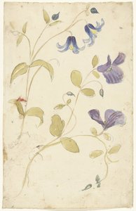 Studies van paarse en blauwe bloemen door Elias van Nijmegen