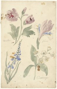 Studies van bloemen waaronder een iris door Elias van Nijmegen