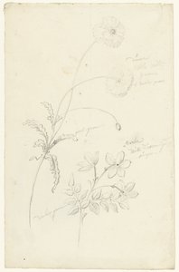 Studies van papaver en jasmijn door Elias van Nijmegen