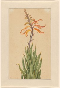 Crocosmia (Montbretia) door Elias van den Broeck (signed by artist)