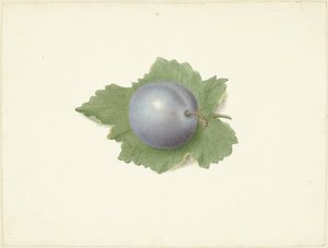 Pruim op een blad door Elisabeth Geertruida van de Kasteele