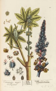 Herbarium Blackwellianum emendatum et auctum, 1754-1773