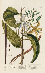Herbarium Blackwellianum emendatum et auctum door Elizabeth Blachrie Blackwell