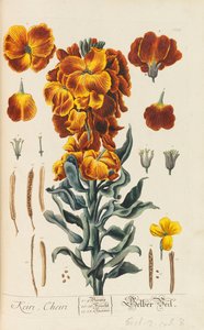 Herbarium Blackwellianum emendatum et auctum, 1754-1773 door Elizabeth Blachrie Blackwell