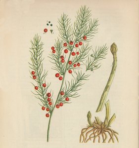 Asperges door Elizabeth Blackwell