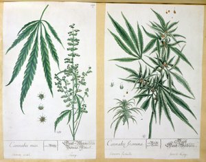 Cannabis mas en Cannabis foemina, uit 