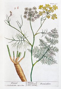 Venkel door Elizabeth Blackwell