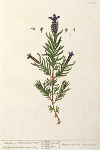 Franse Lavendel, plaat 241 uit 