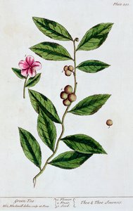Groene thee, 1782 door Elizabeth Blackwell