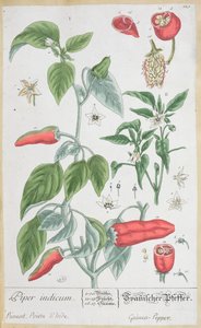Guinea Peper (Piper Indicum) plaat 129 uit de Duitse editie van 