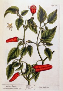 Guinea peper, plaat 129 uit 