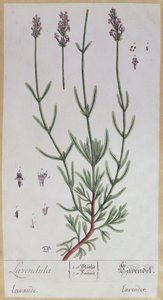 Lavendel, plaat uit 